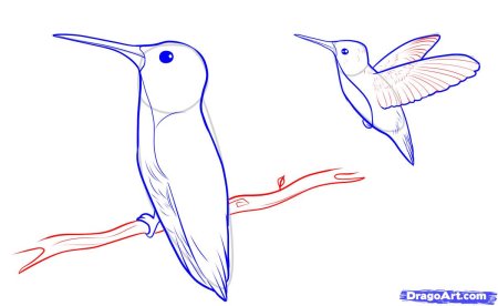Колибри рисунок поэтапно для детей