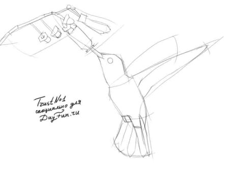 Поэтапное рисование Колибри