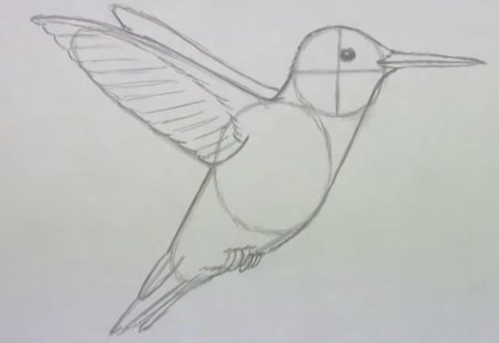 Колибри рисунок карандашом