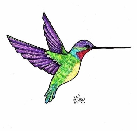 Поэтапное рисование Колибри