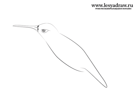 Колибри рисунок карандашом легко