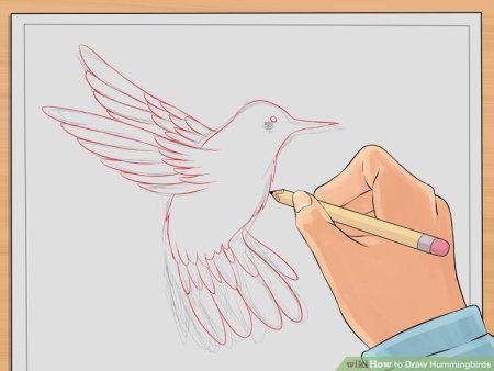 Птица колибри рисунок поэтапно (49 фото)