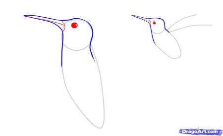 Колибри рисунок карандашом легко