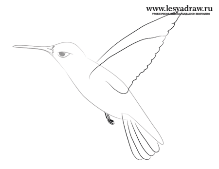 Как нарисовать Колибри поэтапно