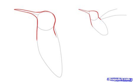 Колибри рисунок карандашом поэтапно для начинающих