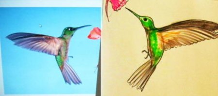 Пошаговая рисовка Колибри