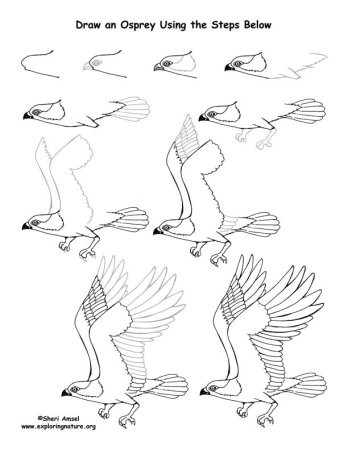 Летящий орел рисунок поэтапно (51 фото)