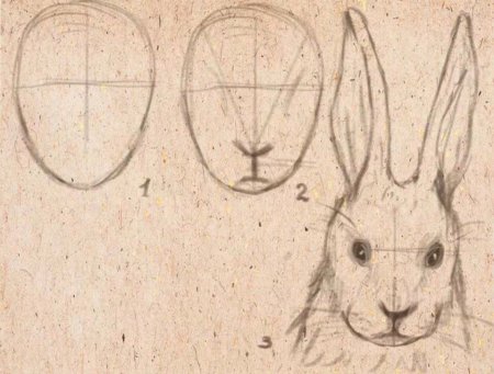 Морда зайца референс