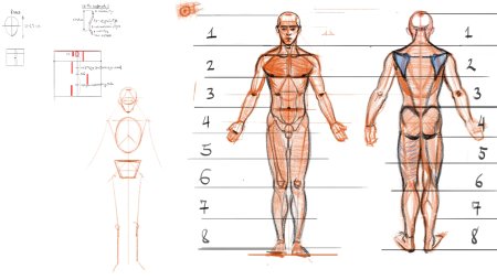 Человек по пропорциям