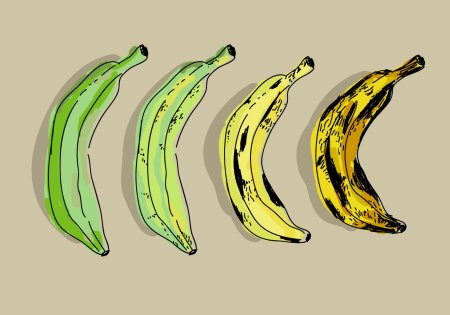 Plantain Banana draw