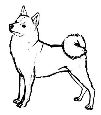 Карело-финская лайка рисунок