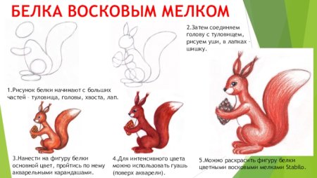 Рисование Белочка в старшей группе