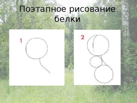 Поэтапное рисование белочки