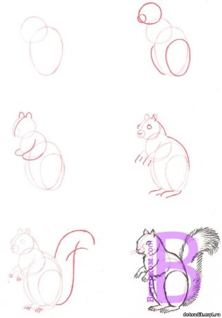 Поэтапное рисование белочки