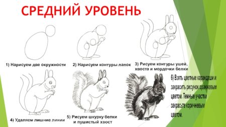 Лапки белки рисунок