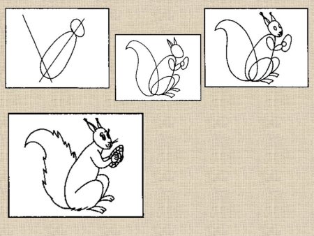 Белка поэтапное рисование