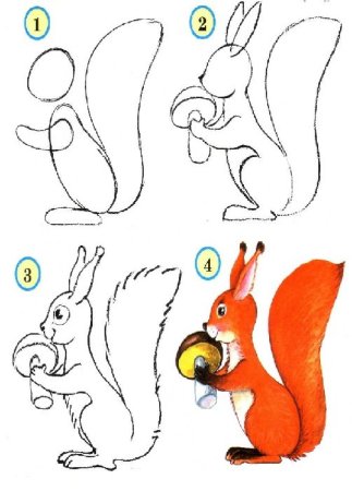 Этапы рисования белочки