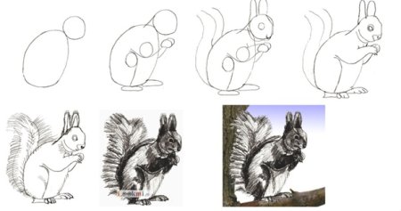 Белочка рисунок для детей поэтапно