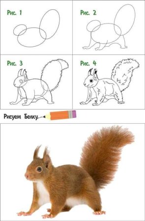 Белочка для детей рисование