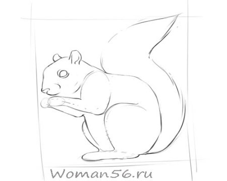 Рисование белка в старшей группе