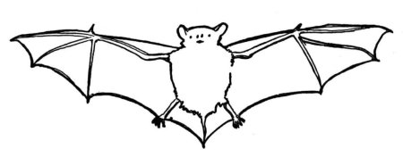 Летучая мышь рисунок поэтапно (46 фото)