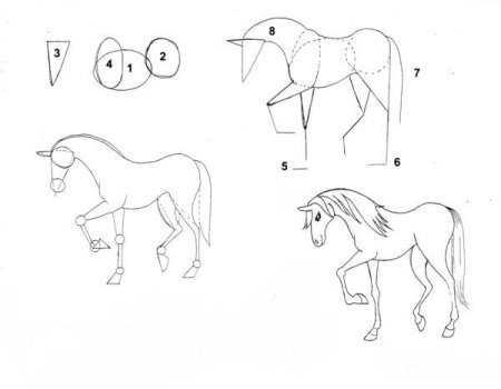 Этапы рисования лошади для детей