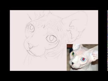 Как нарисовать сфинкса кота поэтапно