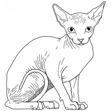 Египетский сфинкс кот