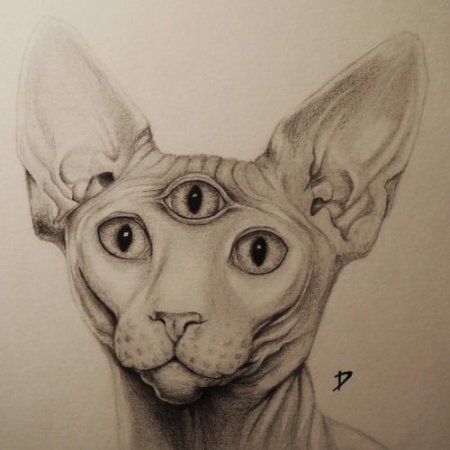 Кошка сбоку референс