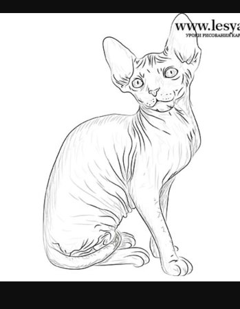 Раскраска сфинкс кошка