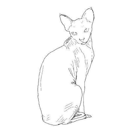 Мордочка котенка карандашом