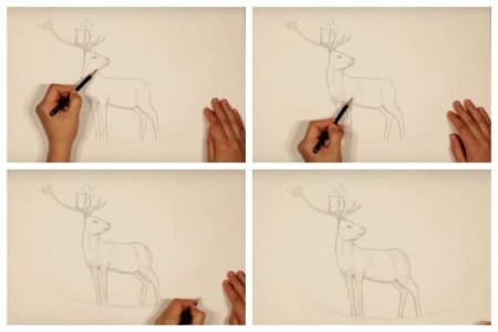 Рисунки оленя карандашом для начинающих
