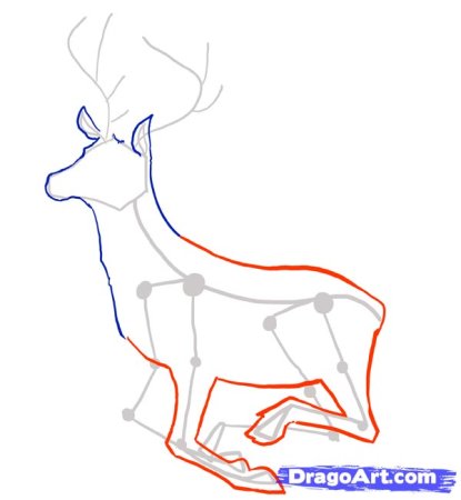 Поэтапное рисование оленя