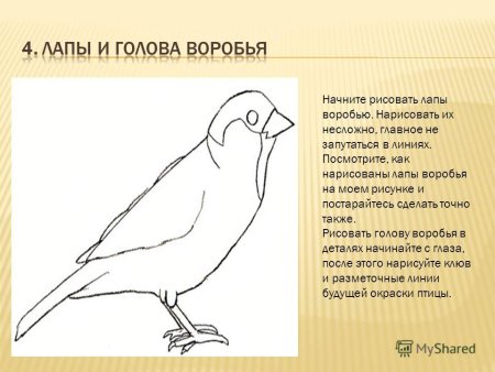 Как нарисовать воробья сбоку