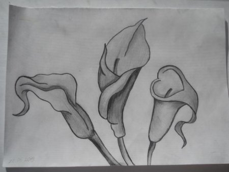 Каллы цветы карандашом