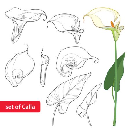 Зантедеския Ботаническая лист