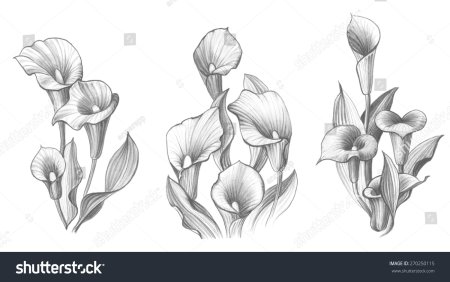 Каллы эскиз тату черно-белая