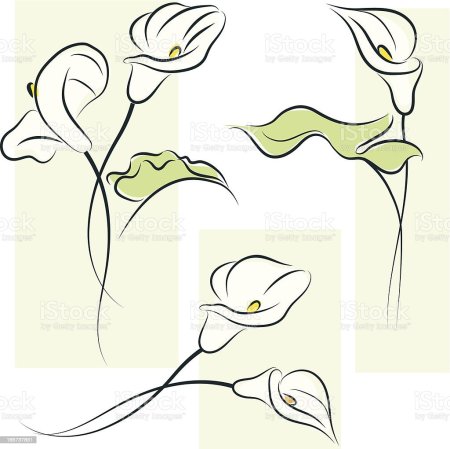 Каллы линии вектор