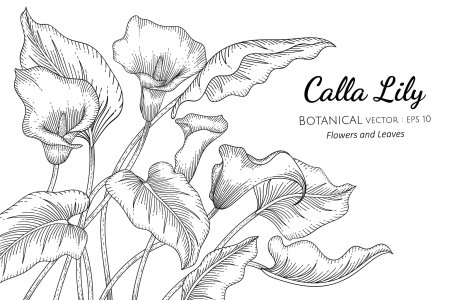 Калла цветок силуэт