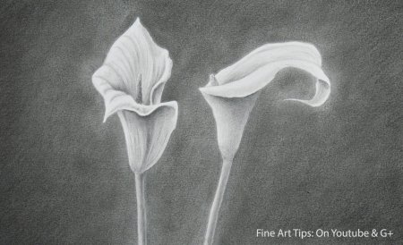 Каллы карандашом