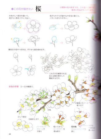 Поэтапное рисование цветов Сакуры