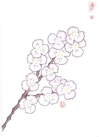 Веточка Сакуры карандашом