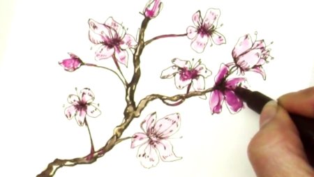 Ветка Сакуры для рисования
