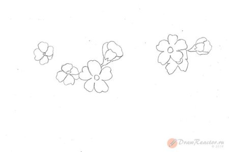 Лепестки Сакуры рисунок карандашом