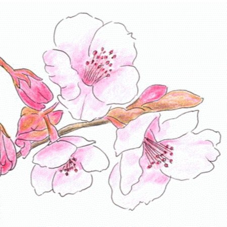 Сакура рисунок карандашом