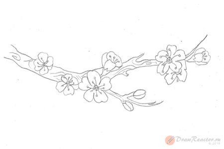 Рисование ветки Сакуры поэтапно