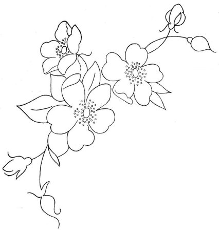 Ветка Сакуры рисунок карандашом