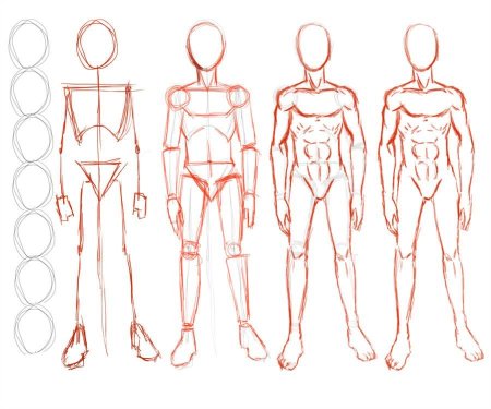 Анатомия человека для рисования для начинающих