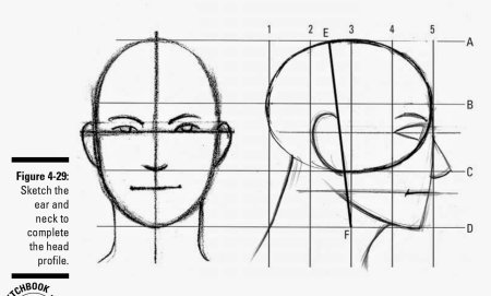 Построение лица человека в профиль