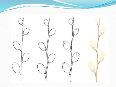 Рисование веточка вербы